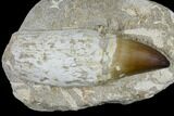 Huge, Rooted Mosasaur (Prognathodon) Tooth #115779-1